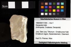 Foto (Objket + Etiketten) von Decapoda indet. 